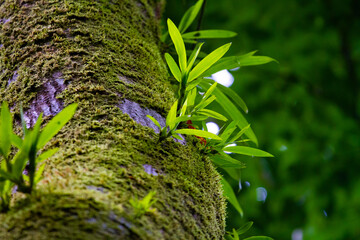 Beautiful green epiphyte plants and mosses growing on a tree trunk spotted in a national park in...