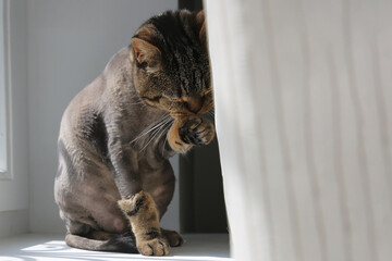 A cat of British breed sits on a windowsill behind a curtain. The cat licks itself.