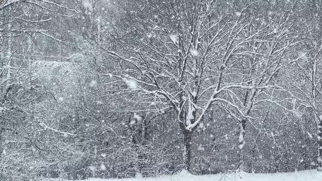 Winter scene with snow fall in slow motion