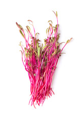 Fototapeta premium Bunch of fresh red beet microgreens, from above. Ready to eat, raw and intense red colored seedlings of beetroot, also known as table or garden beet. Cotyledons of Beta vulgaris, a vegetable and herb.