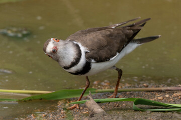 Gravelot à triple collier, .Charadrius tricollaris, Three banded Plover