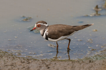 Gravelot à triple collier, .Charadrius tricollaris, Three banded Plover