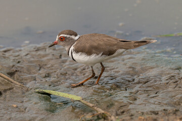 Gravelot à triple collier, .Charadrius tricollaris, Three banded Plover