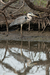 Héron cendré, Ardea cinerea, Grey Heron