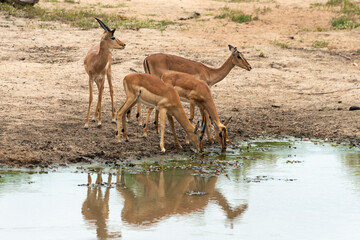 Impala, Aepyceros melampus