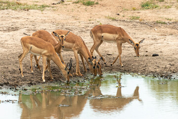 Impala, Aepyceros melampus