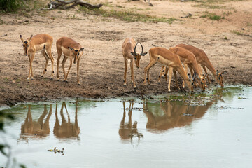 Impala, Aepyceros melampus