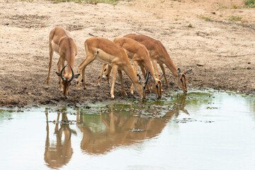 Impala, Aepyceros melampus