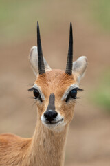 Oribi, Ourébi, Bleebok, Ourebia ourebi