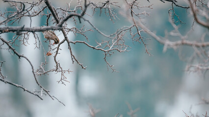 Bird in the tree close up view