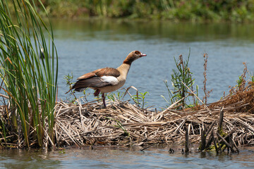 Ouette d'Égypte, Oie d'Egypte,.Alopochen aegyptiaca, Egyptian Goose, Parc national Kruger, Afrique du Sud