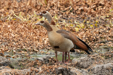 Ouette d'Égypte, Oie d'Egypte,.Alopochen aegyptiaca, Egyptian Goose, Parc national Kruger, Afrique du Sud