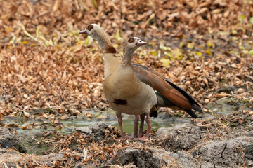 Ouette d'Égypte, Oie d'Egypte,.Alopochen aegyptiaca, Egyptian Goose, Parc national Kruger, Afrique du Sud