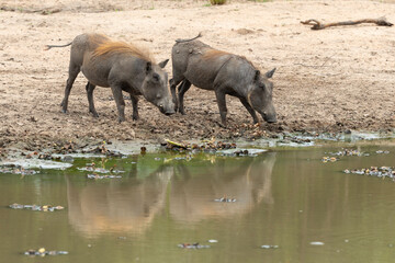 Phacochère commun, Phacochoerus africanus, Afrique du Sud