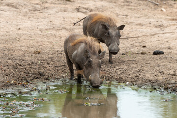 Phacochère commun, Phacochoerus africanus, Afrique du Sud