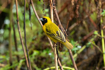 Tisserin gendarme, mâle,.Ploceus cucullatus, Village Weaver, Afrique du Sud