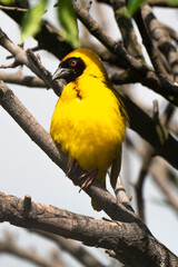 Tisserin gendarme, mâle,.Ploceus cucullatus, Village Weaver, Afrique du Sud