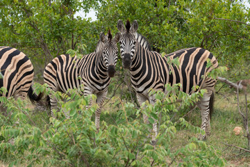 Fototapeta na wymiar Zèbre de Burchell, Equus quagga, Parc national Marachele, Afrique du Sud
