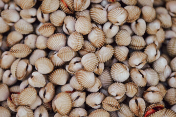 Fresh clams on display at a traditional market	