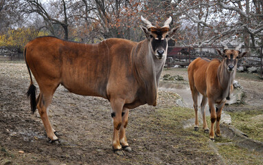 Common eland (Taurotragus oryx) portrait