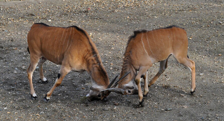 Common eland (Taurotragus oryx) male fight
