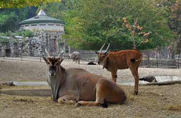Common eland (Taurotragus oryx) portrait