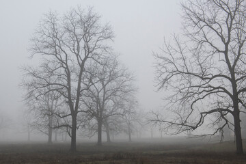 Tree on cold foggy morning