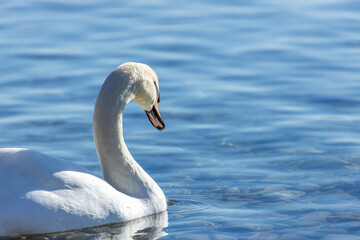 Obraz premium Enten und Möwen am Bodenseeufer