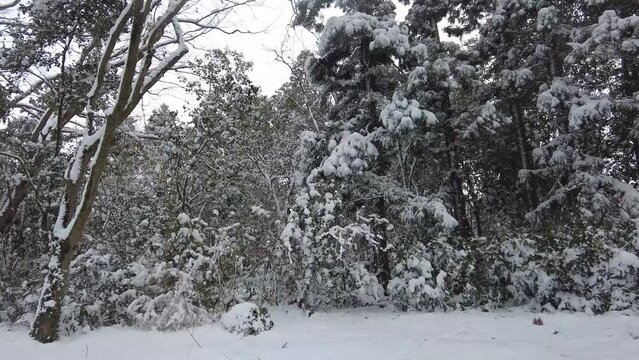 snowing in a forest with snow covered trees
