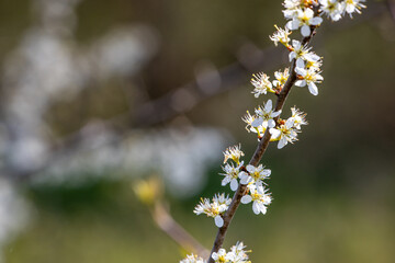 Apfelblüten