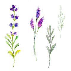 Fototapeta na wymiar Watercolor lavender isolated on white background.