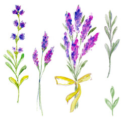 
Watercolor lavender isolated on white background.
