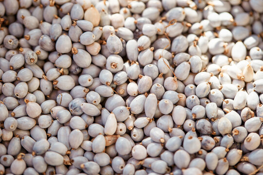 dried grains in a colander