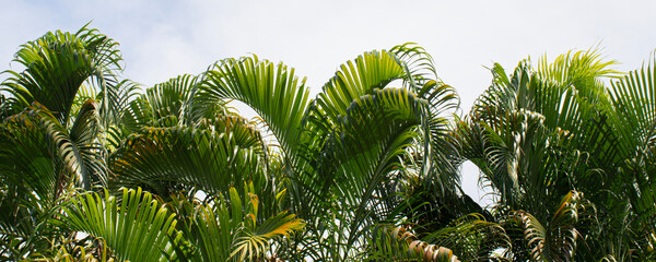 Fototapeta premium tropical palm leaf on bright sky background