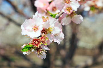 Gorgeous almond grove in bloom