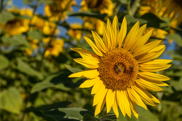 Obraz premium Ein Feld voller Sonnenblumen