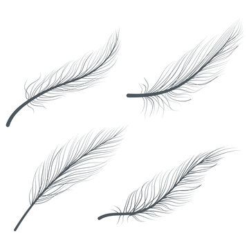 Hand-drawn bird feathers line art doodle drawing illustration