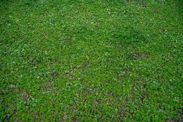 green grass background