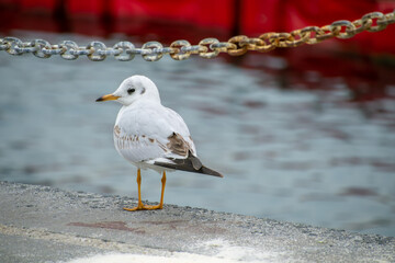 seagull on the beach