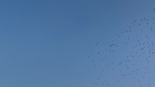 A large flock of birds on a blue sky background