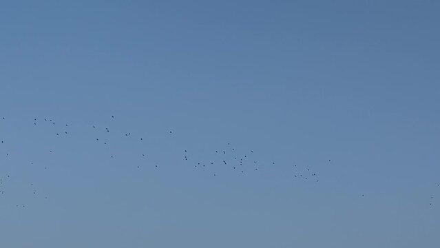 A large flock of birds on a blue sky background