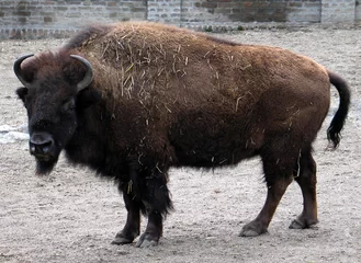 Foto op Plexiglas American bison (Bison bison) portrait © Hipokamp