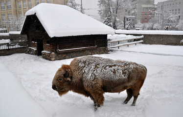 White American bison (Bison bison)