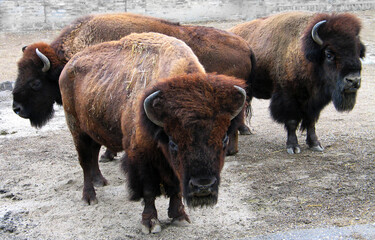 American bison (Bison bison) portrait