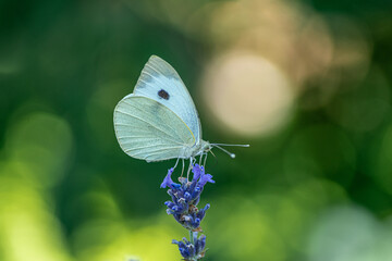piękny motyl bielinek na kwiatku lawendy na zielonym tle