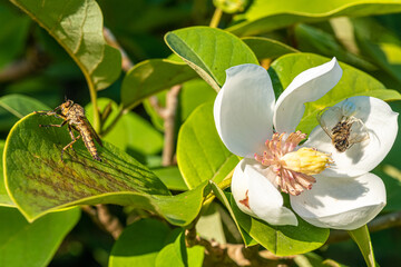 pająk kwietnik z pszczołą i szerszeniak na liściach rośliny © Henryk Niestrój