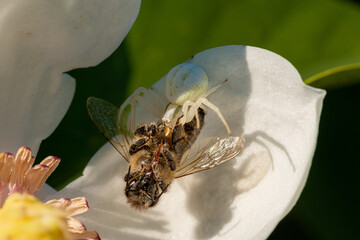 pająk kwietnik atakuje pszczołę na roślinie - obrazy, fototapety, plakaty