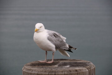 Möwe steht auf Pfosten m Meer