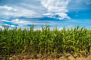 Fototapeta zielone pole kukurydzy z błękitnym podobnym niebem w tle obraz