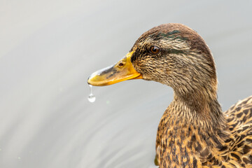 Enten beobachten